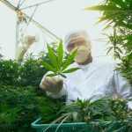 Professional Officers are marijuana collecting cannabis in a hemp field.